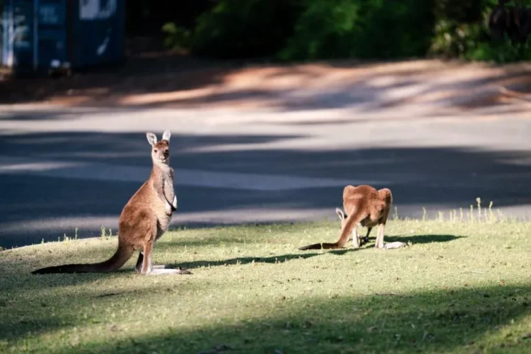 Perth Sky Curatorial Selection Committee members at the park site